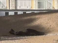 La foca monaca arriva a Numana, spunta la ricompensa: “1000 euro se non la disturbate”
