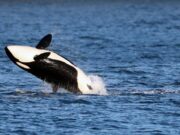 Le orche si alleano con i delfini? La nuova ‘strategia’ nella caccia ai salmoni