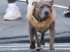 Milano, carabinieri provano ad arrestare un 69enne ma il suo pittbull non ci sta e azzanna