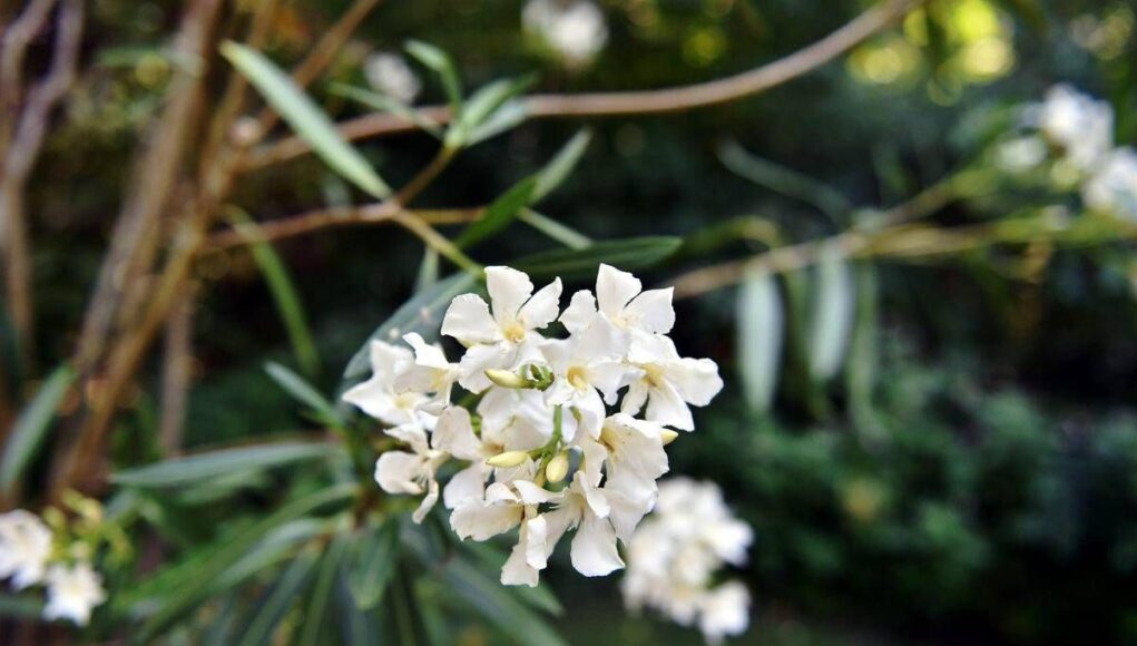 Oleandri, anche il fumo è killer: il caso di 76 bovini morti