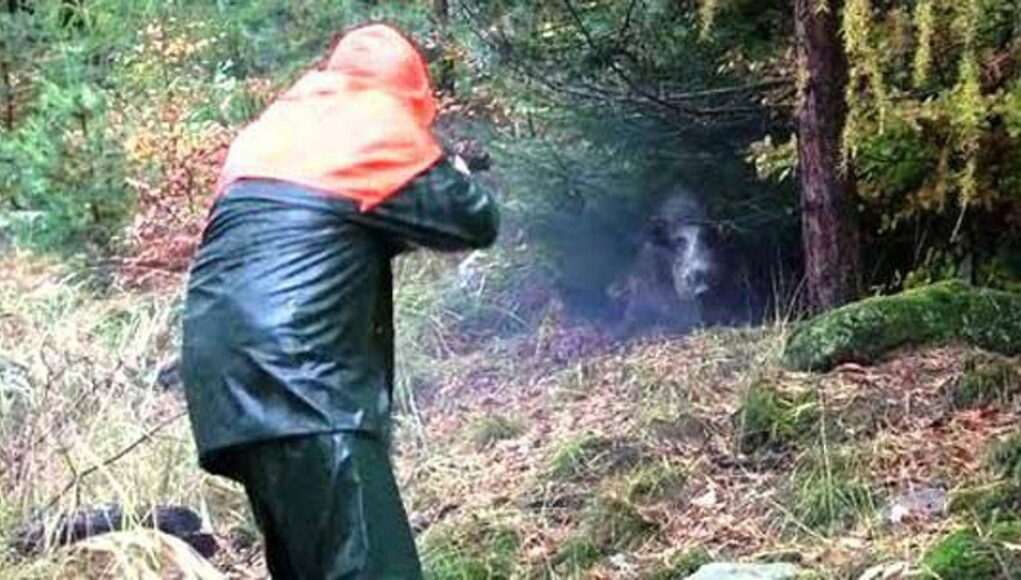 Partecipa a battuta di caccia al cinghiale ma l’animale lo carica alle spalle: cacciatore in ospedale