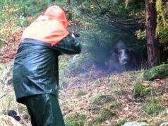 Partecipa a battuta di caccia al cinghiale ma l’animale lo carica alle spalle: cacciatore in ospedale