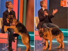 Pitbull attacca padrone e viene ucciso, il veterinario: “Cane non educato diventa problema”