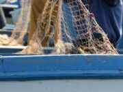 Salmonella nelle telline di Maccarese, stop temporaneo a raccolta e consumo