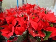 Stella di Natale, perché si secca così in fretta: gli errori più comuni in casa