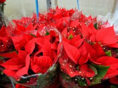 Stella di Natale, perché si secca così in fretta: gli errori più comuni in casa