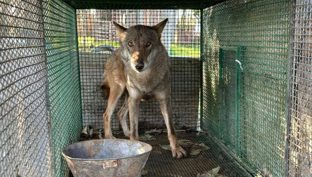 Traffico di droga a Foggia, trovato anche un lupo chiuso in gabbia -Video