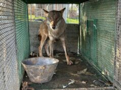 Traffico di droga a Foggia, trovato anche un lupo chiuso in gabbia -Video