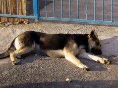 Uccide il cane a calci ma il fratellino lo vede e chiama i carabinieri: giovane denunciato nel Nuorese