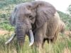 Uganda, scontro tra minibus ed elefante in parco nazionale: 3 morti