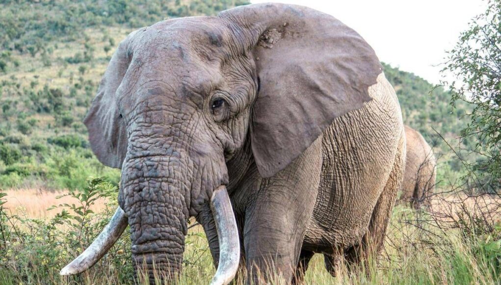 Uganda, scontro tra minibus ed elefante in parco nazionale: 3 morti