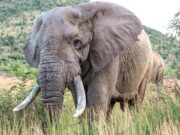 Uganda, scontro tra minibus ed elefante in parco nazionale: 3 morti