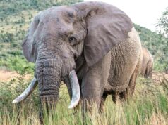 Uganda, scontro tra minibus ed elefante in parco nazionale: 3 morti