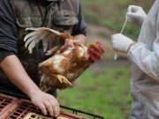 Aviaria, 60 focolai in Ue. La Commissione: “Monitoriamo attentamente”