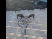 Barrea, cervi combattono in pieno centro: il video diventa virale