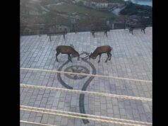 Barrea, cervi combattono in pieno centro: il video diventa virale