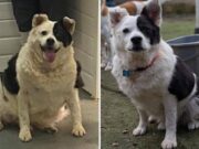 Da 30 a 15 chili in sei mesi, la rinascita di Patch: il cane che ha sconfitto l’obesità