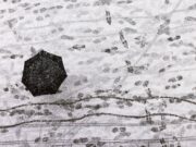 Dal freddo artico al tempestoso Maestrale: brusca svolta meteo sull’Italia