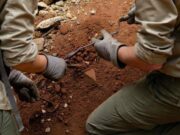 L’antenato dell’uomo camminava 7 milioni di anni fa, la scoperta che sposta i primi passi