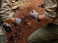 L’antenato dell’uomo camminava 7 milioni di anni fa, la scoperta che sposta i primi passi