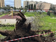 Roma, morte Francesca Ianni travolta da un albero: due indagati a rischio processo
