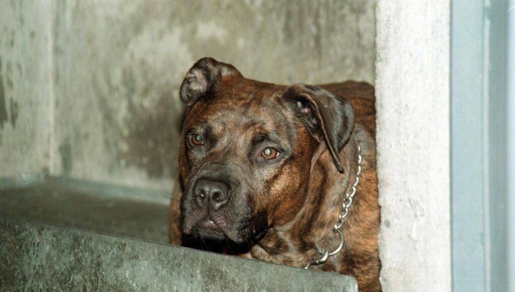 Salerno, bimbo di 13 mesi azzannato dal pitbull in casa