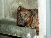Salerno, bimbo di 13 mesi azzannato dal pitbull in casa