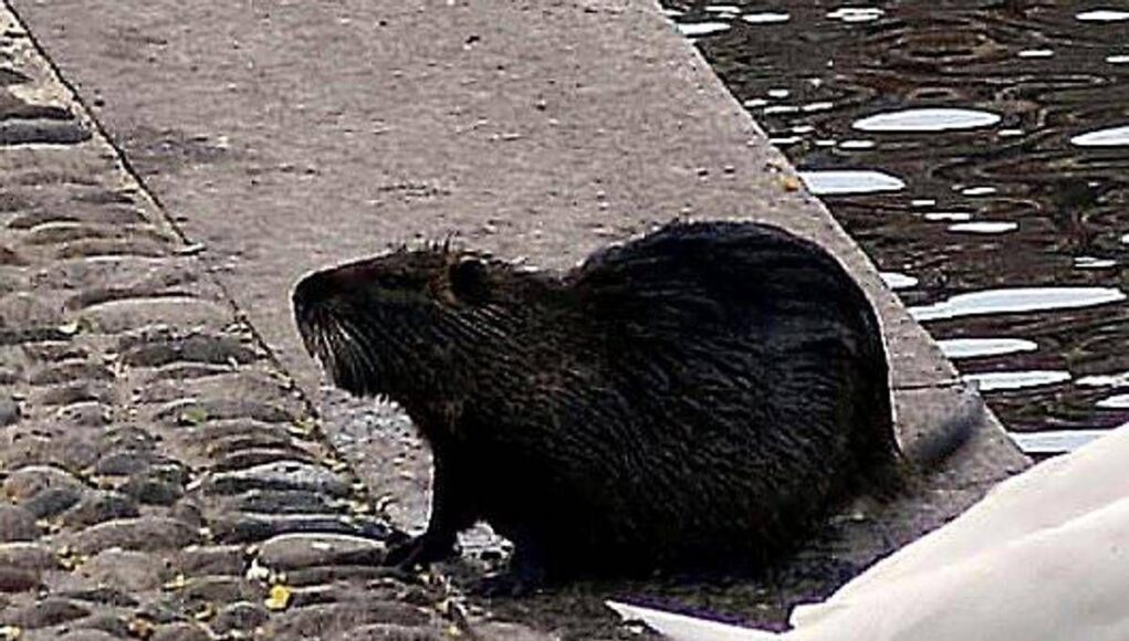“Sì allo spezzatino con carne di nutria”, la mozione del consigliere veneto