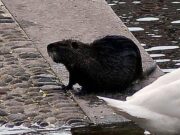 “Sì allo spezzatino con carne di nutria”, la mozione del consigliere veneto