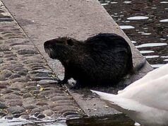 “Sì allo spezzatino con carne di nutria”, la mozione del consigliere veneto
