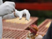 Aviaria, in Lombardia primo caso umano di A H9N2 rilevato in Europa