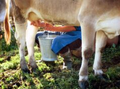 Formaggi a latte crudo, i benefici in un documento: “Troppo allarmismo”