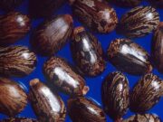 Madre e figlia morte a Campobasso, avvelentate con la ricina: che cos’è