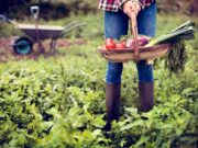 Usa, una famiglia rifiuta 26 milioni di dollari da un’azienda IA: “La nostra fattoria non diventerĂ un data center”