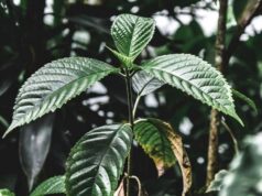 Droghe, esplode l’uso di kratom negli Usa: segnalazioni cresciute di 65 volte in un decennio