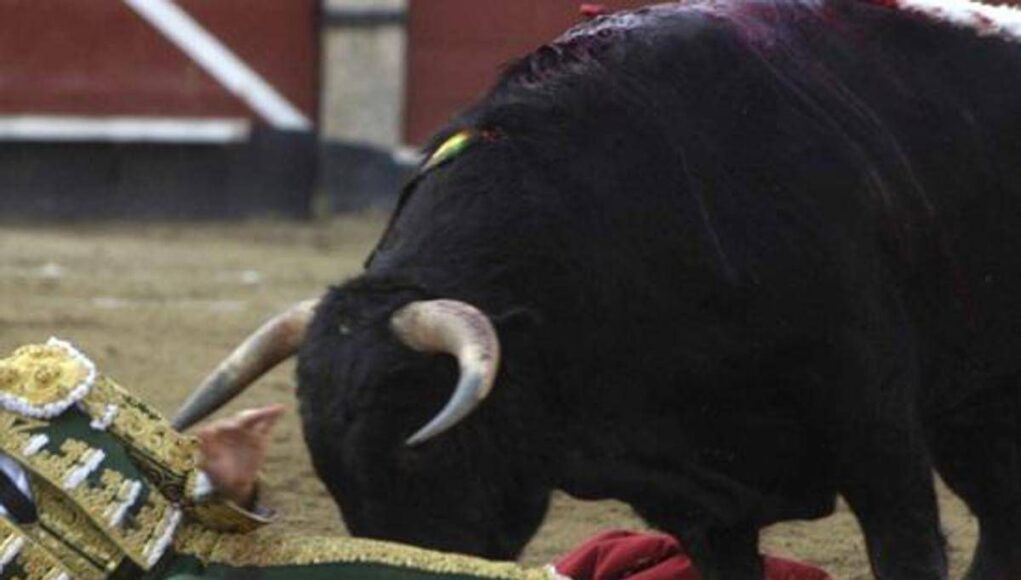 Il toro incorna e uccide il torero, lo choc in Spagna