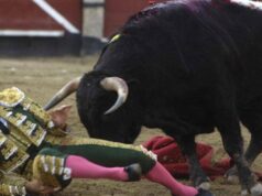 Il toro incorna e uccide il torero, lo choc in Spagna