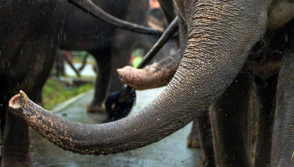 India, elefante dipinto di rosa muore 5 mesi dopo: gogna social per la fotografa russa