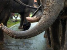 India, elefante dipinto di rosa muore 5 mesi dopo: gogna social per la fotografa russa