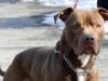 Ischia, donna azzannata da pitbull: amputata una gamba
