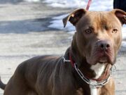 Ischia, donna azzannata da pitbull: amputata una gamba