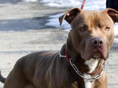 Ischia, donna azzannata da pitbull: amputata una gamba