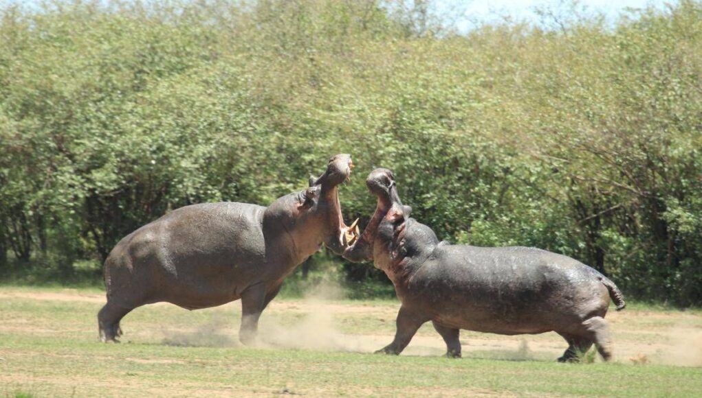 La Colombia abbatterà ‘gli ippopotami di Pablo Escobar’: il caso