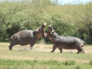 La Colombia abbatterà ‘gli ippopotami di Pablo Escobar’: il caso