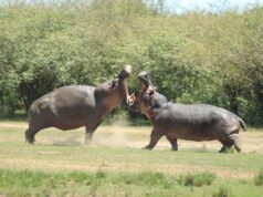 La Colombia abbatterà ‘gli ippopotami di Pablo Escobar’: il caso
