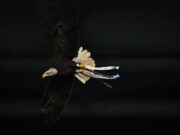 Lazio, Flaminia vola ma… sbaglia strada: atterraggio in Monte Mario