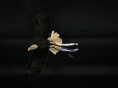 Lazio, Flaminia vola ma… sbaglia strada: atterraggio in Monte Mario