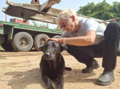 Libano, anche gli animali sotto le bombe: volontari pronti a sfidare gli attacchi per salvarli