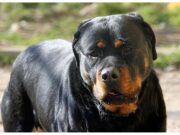 Lite tra ragazze per strada Porto Cesareo, 12enne azzannata da rottweiler a polpaccio