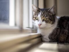 Microchip obbligatorio per cani e gatti, il Parlamento europeo ha dato l’ok definitivo